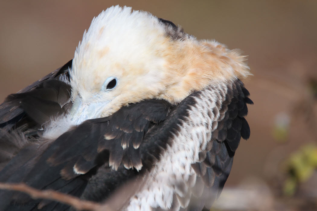 Great Frigatebird, North Seymour, Galapagos