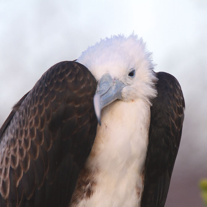 Magnificent Frigatebird, North Seymour, Galapagos