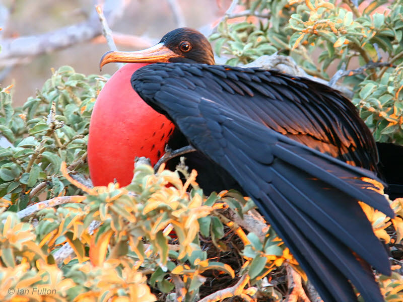 Magnificent Frigatebird, North Seymour, Galapagos