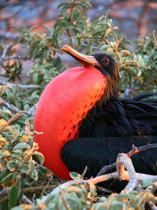 Magnificent Frigatebird, North Seymour, Galapagos