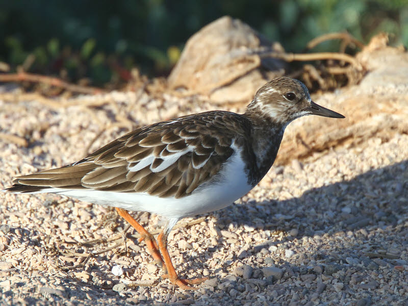 Ruddy Turnstone, North Seymour, Galapagos