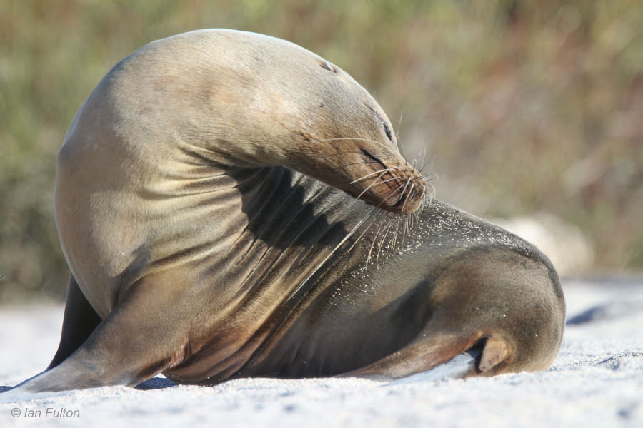Galapagos Sea Lion, North Seymour, Galapagos