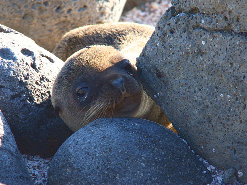 Galapagos Sea Lion, North Seymour, Galapagos