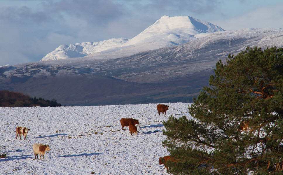 Cattle in the snow with Ben Lomond behind