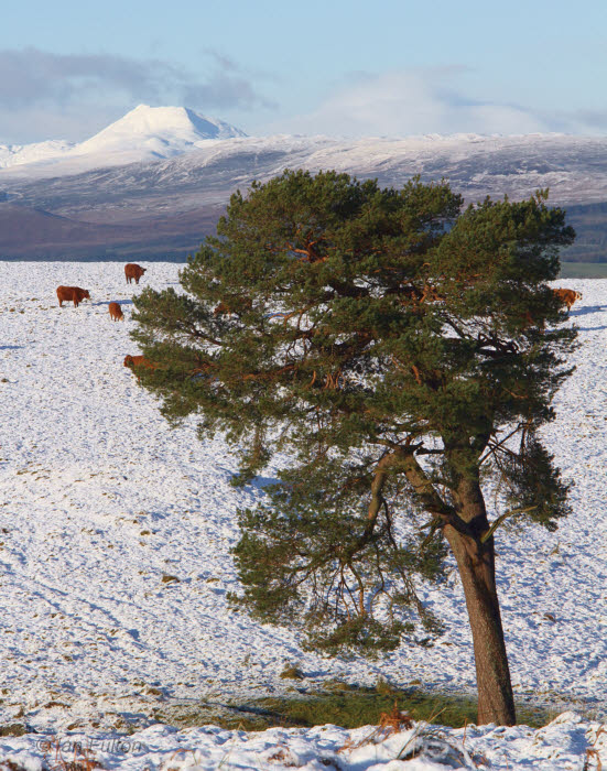 Scots Pine tree with Ben Lomond in the background