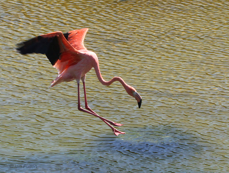 American Flamingo, Punta Moreno-Isabela, Galapagos