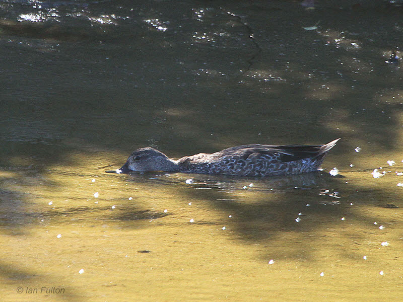 Blue-winged Teal, Punta Moreno-Isabela, Galapagos