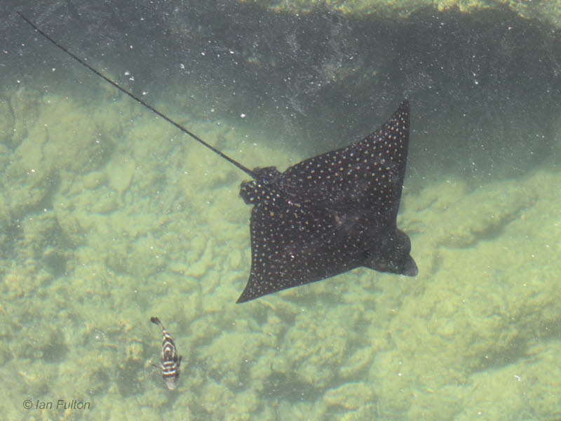 Eagle Ray, Punta Moreno-Isabela, Galapagos