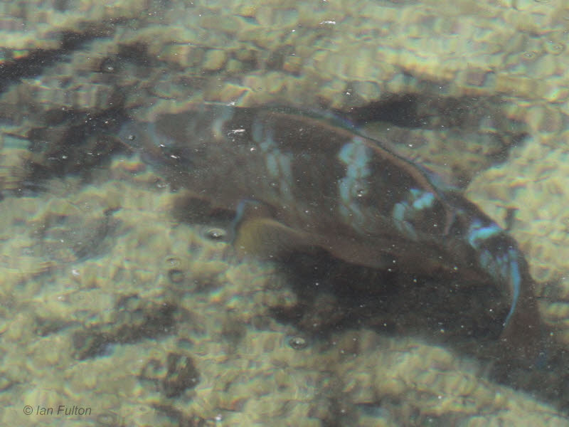 A fish sp, Punta Moreno-Isabela, Galapagos
