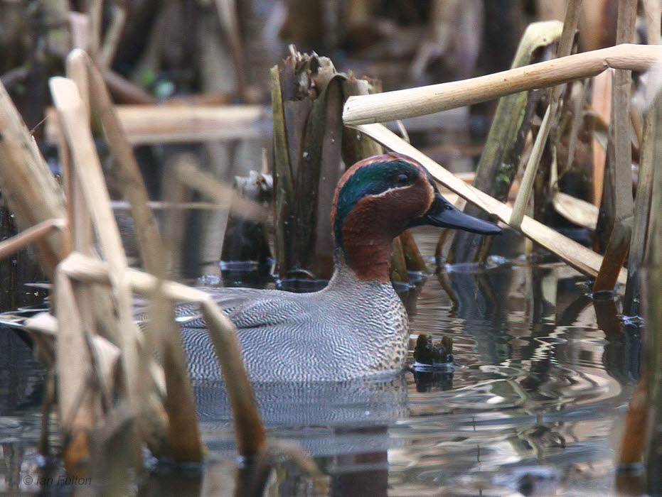 Teal (drake), Dalgety Bay, Fife