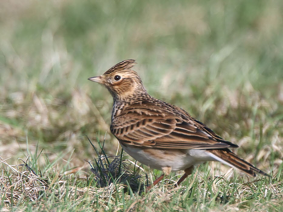 Skylark, Loch Lomond NNR, Clyde