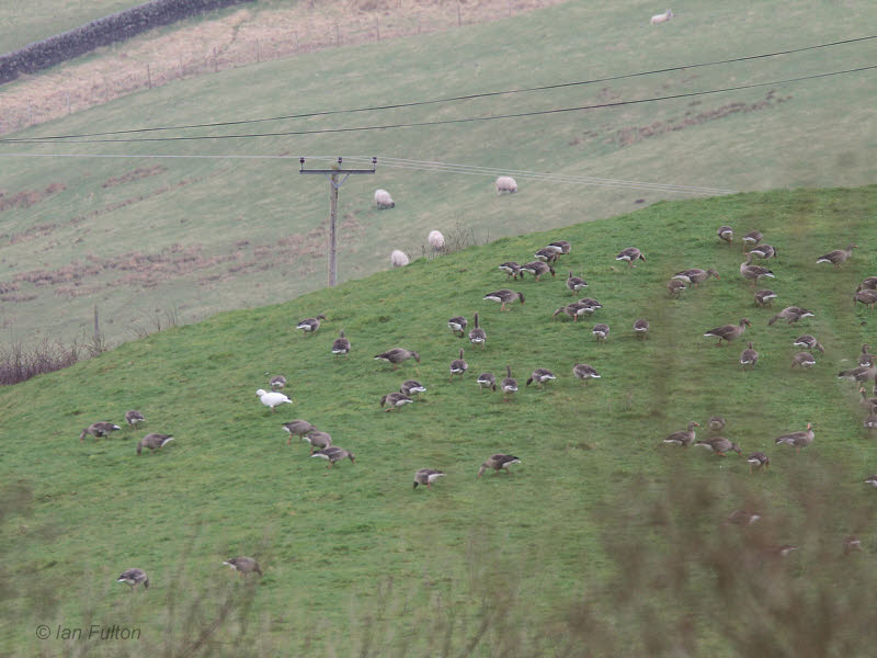Snow Goose, Douglas Water, Clyde