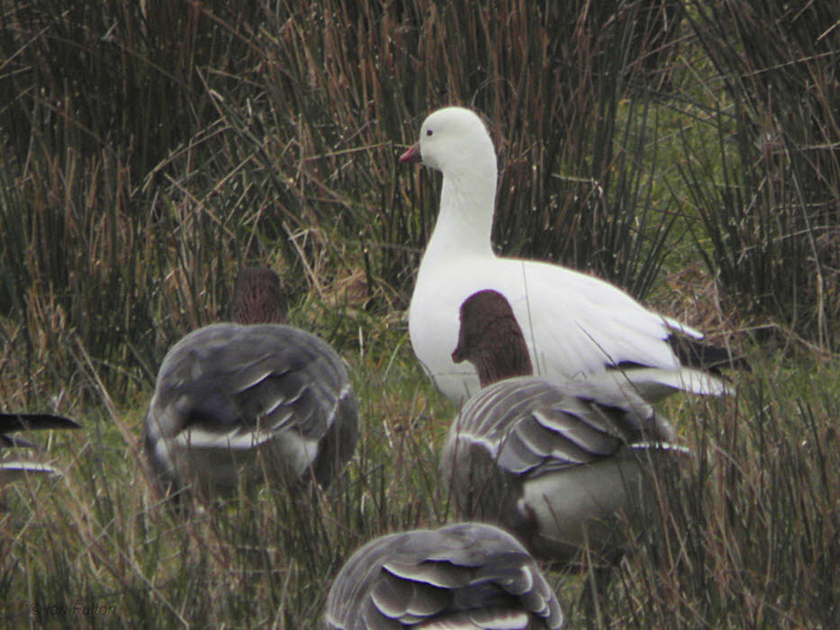 Rosss Goose, Forth, Clyde