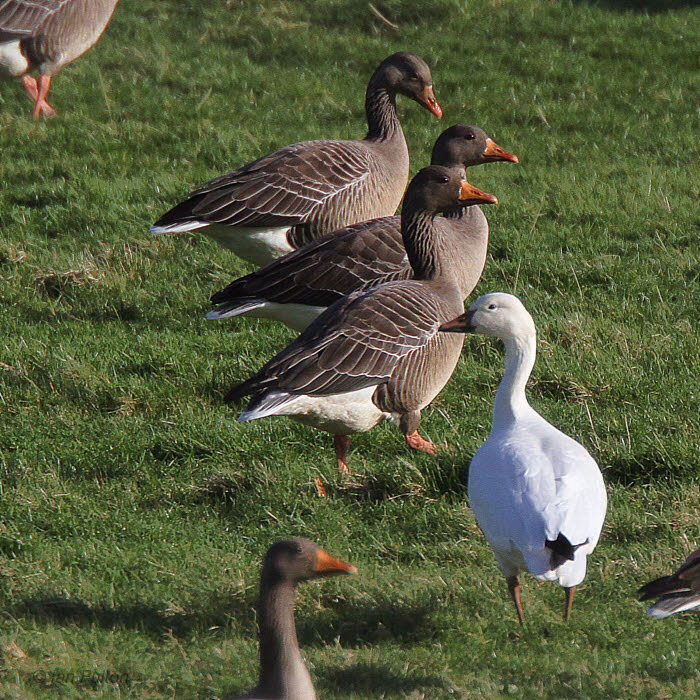 Snow Goose, Douglas Water, Clyde