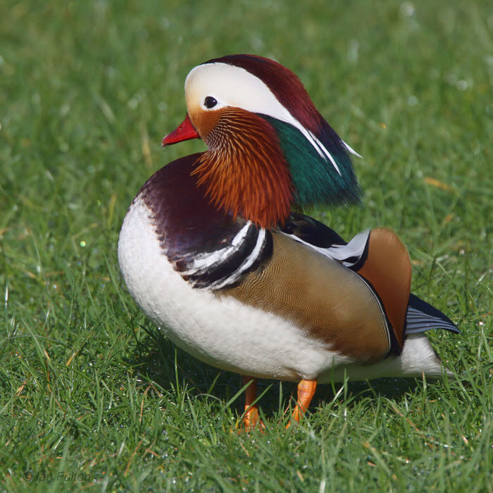 Mandarin Duck (male), Rowardennan-Loch Lomond, Clyde