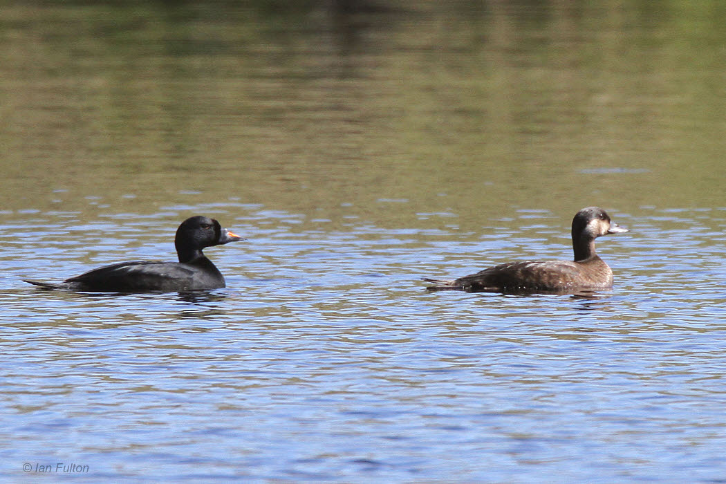 Common Scoter, Islay, Argyll