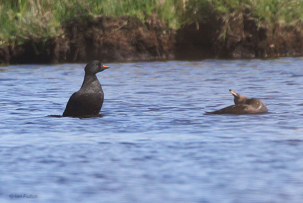 Common Scoter, Islay, Argyll