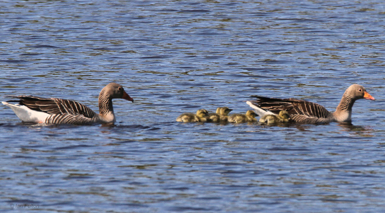 Greylag Goose, Loch Indaal, Islay, Argyll