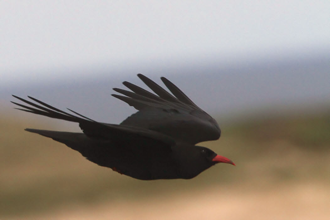 Chough, Islay, Argyll