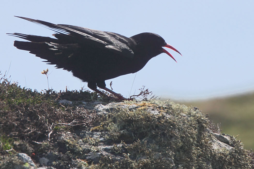Chough, Islay, Argyll