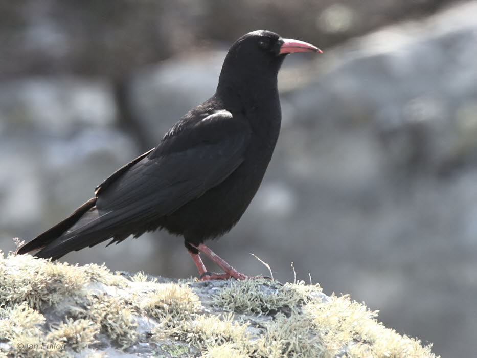 Chough, Islay, Argyll