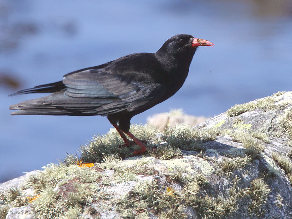 Chough, Islay, Argyll