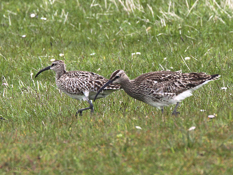 Whimbrel, Ardnave, Islay, Argyll