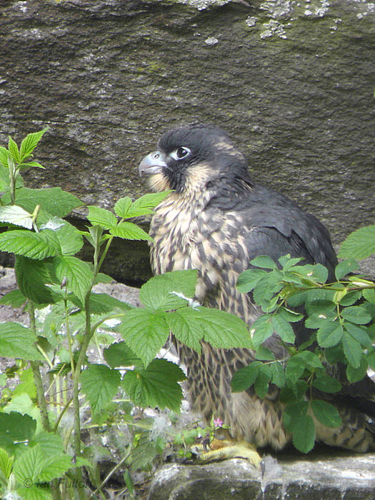 Peregrine, SWT Falls of Clyde Reserve, Clyde
