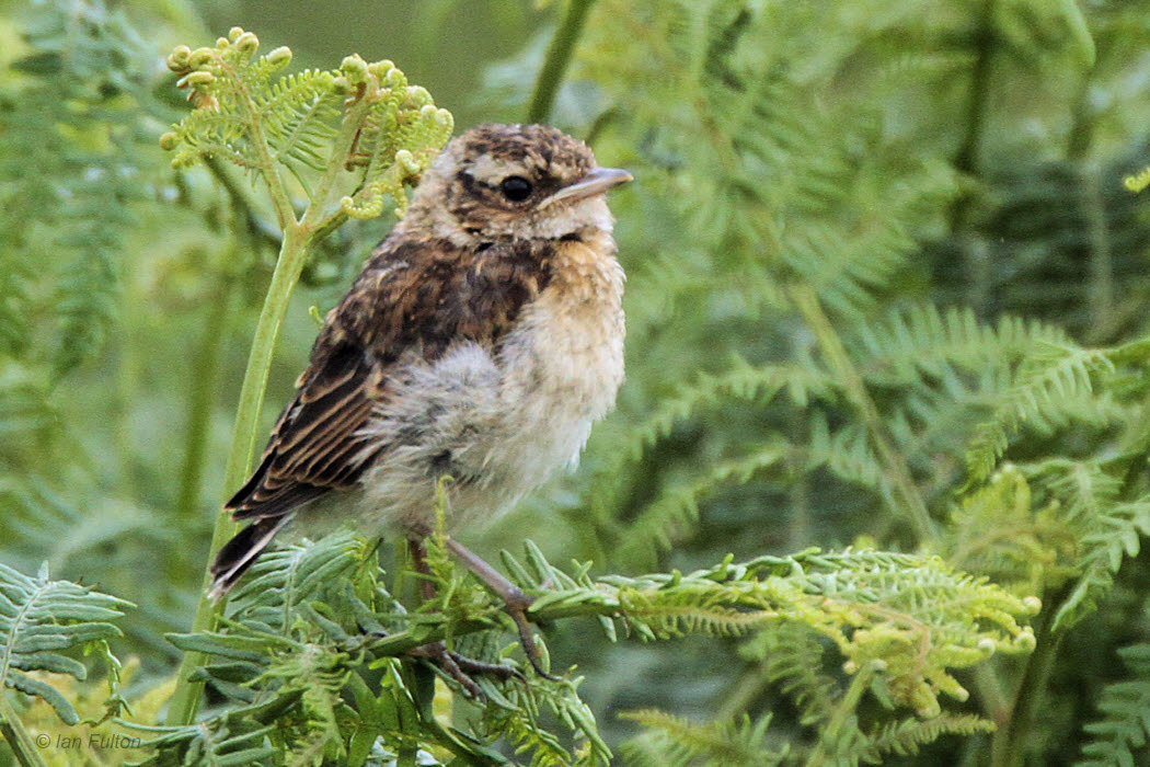 Whinchat (juvenile), Stockiemuir, Clyde