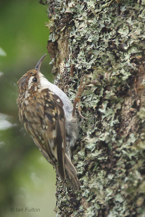 Treecreeper, Shore Wood-Loch Lomond NNR, Clyde