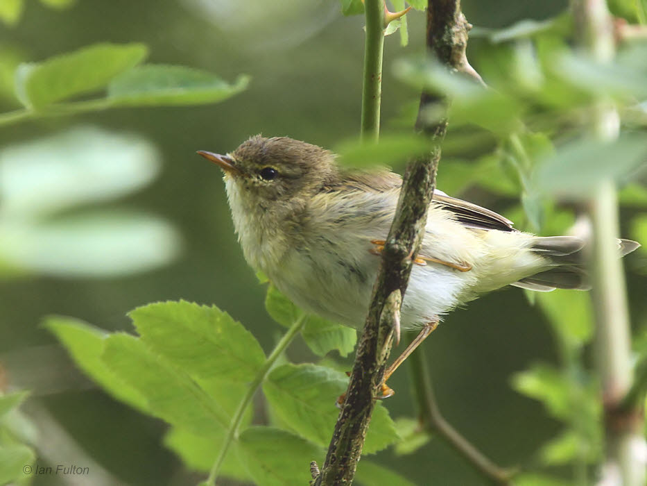 Willow Warbler, Barons Haugh RSPB, Clyde