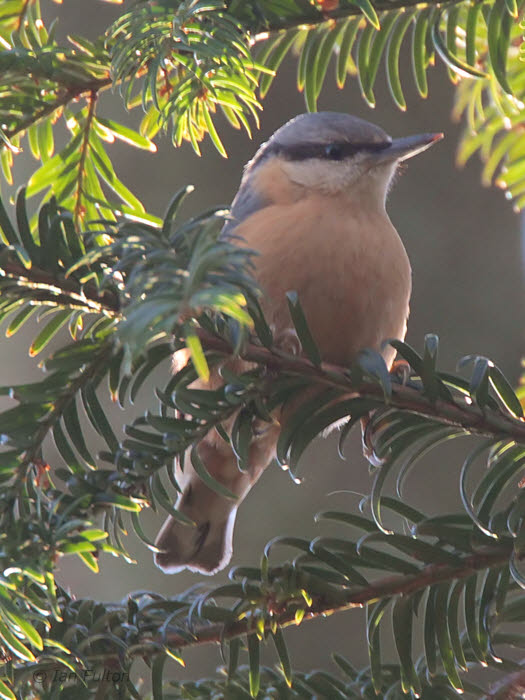 Nuthatch, Dalzell Woods-Motherwell, Clyde