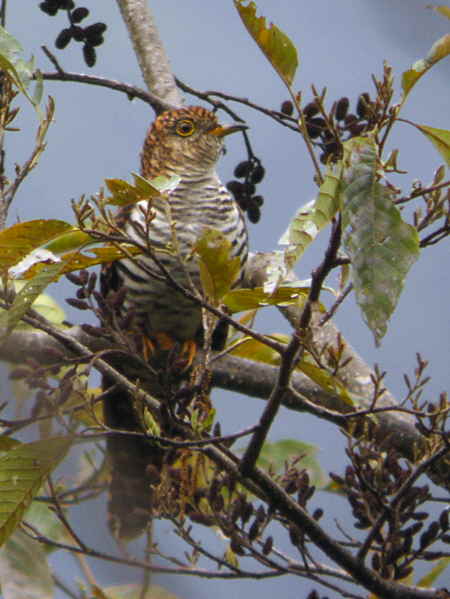 Asian Emerald Cuckoo, near Tingbiti, Bhutan