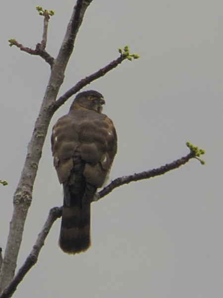 Besra, lower Lingmethang Road, Bhutan