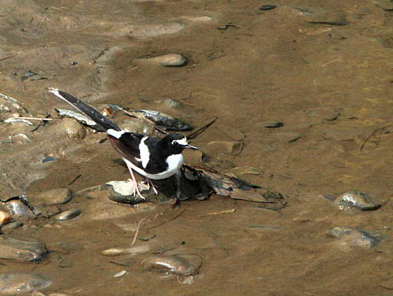 Black-backed Forktail, Samdrup Jongkhar, Bhutan