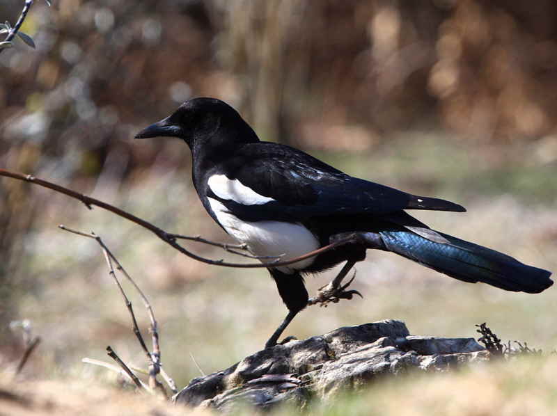 Black-billed Magpie, Thrumsing la, Bhutan