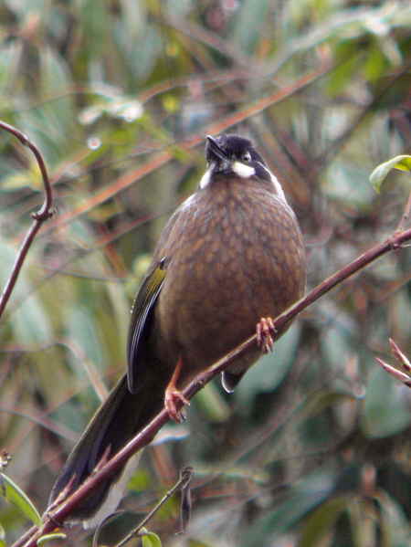 Black-faced Laughingthrush, Pele la, Bhutan