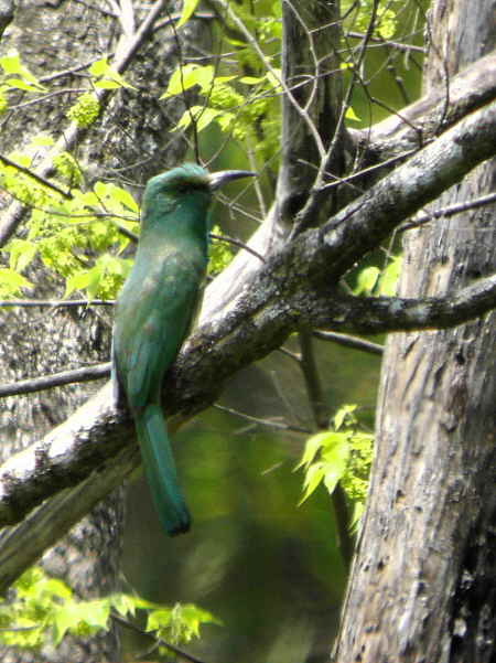 Blue-bearded Bee-eater, lower Limethang Road, Bhutan