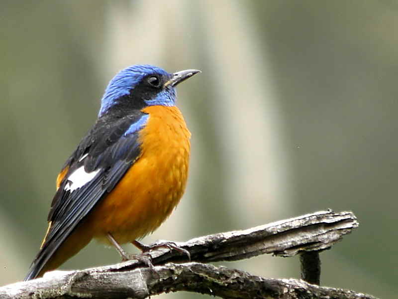 Blue-capped Rock Thrush, Shemgang Road, Bhutan