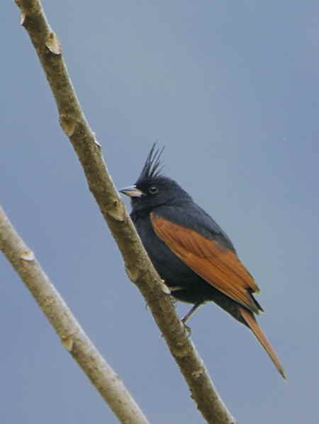 Crested Bunting, Punakha, Bhutan