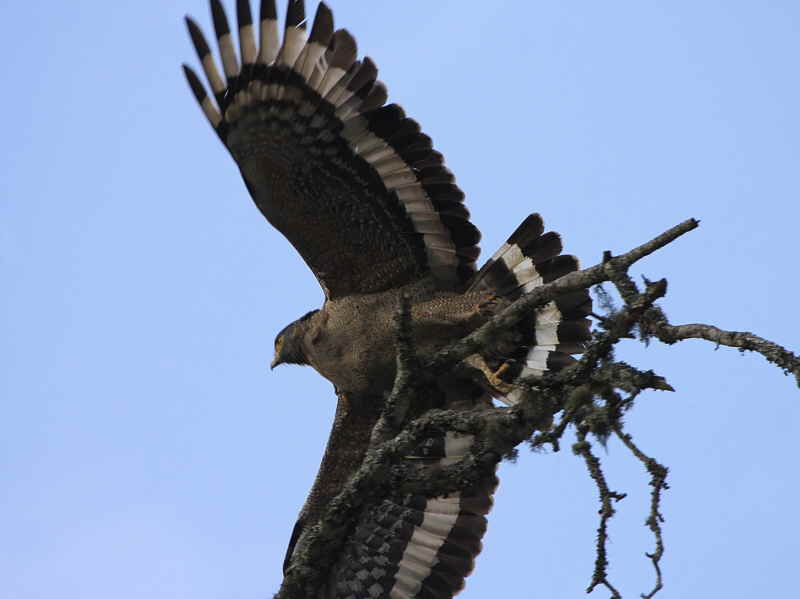 Crested Serpent Eagle, Pele la, Bhutan