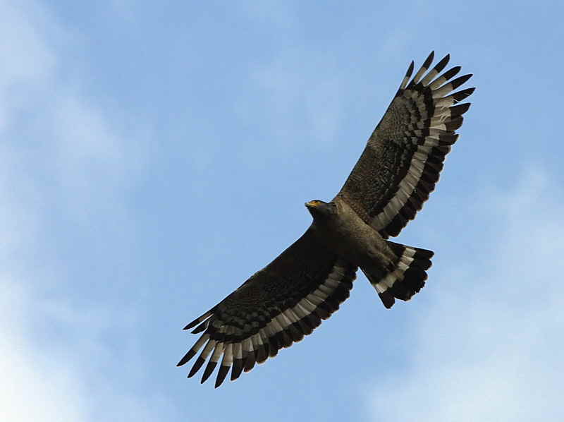 Crested Serpent Eagle, Pele la, Bhutan