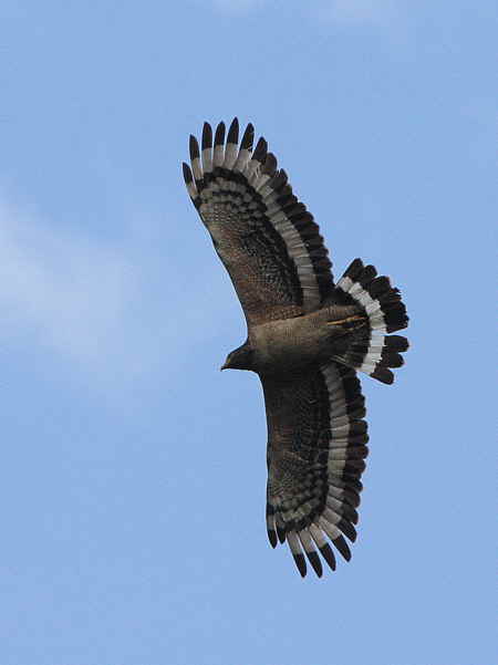 Crested Serpent Eagle, Pele la, Bhutan