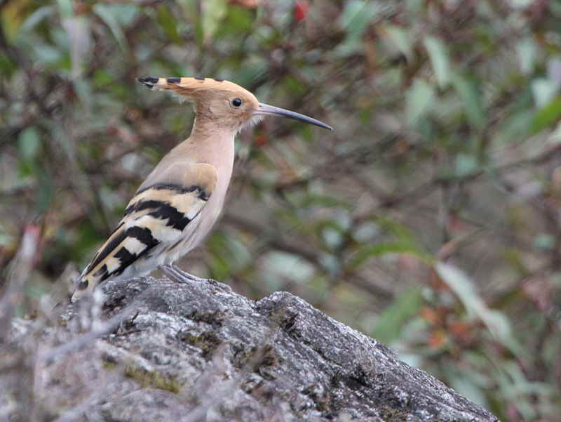 Eurasian Hoope, Namling, Bhutan