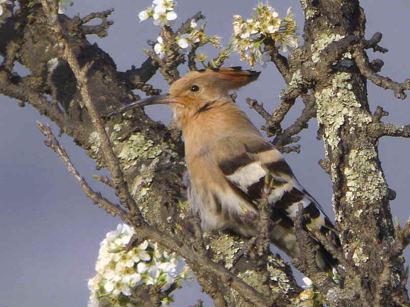 Eurasian Hoope, Thimpu, Bhutan