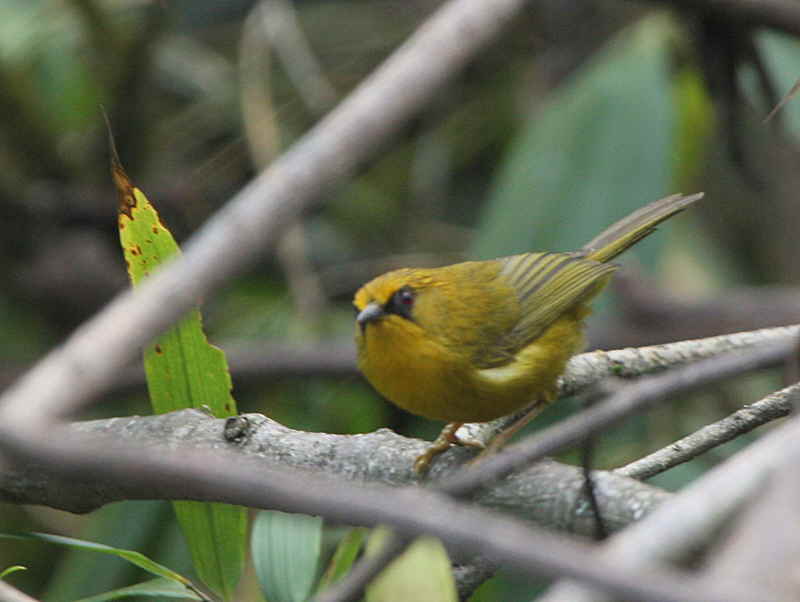 Golden Babbler, upper Lingmethang Road, Bhutan