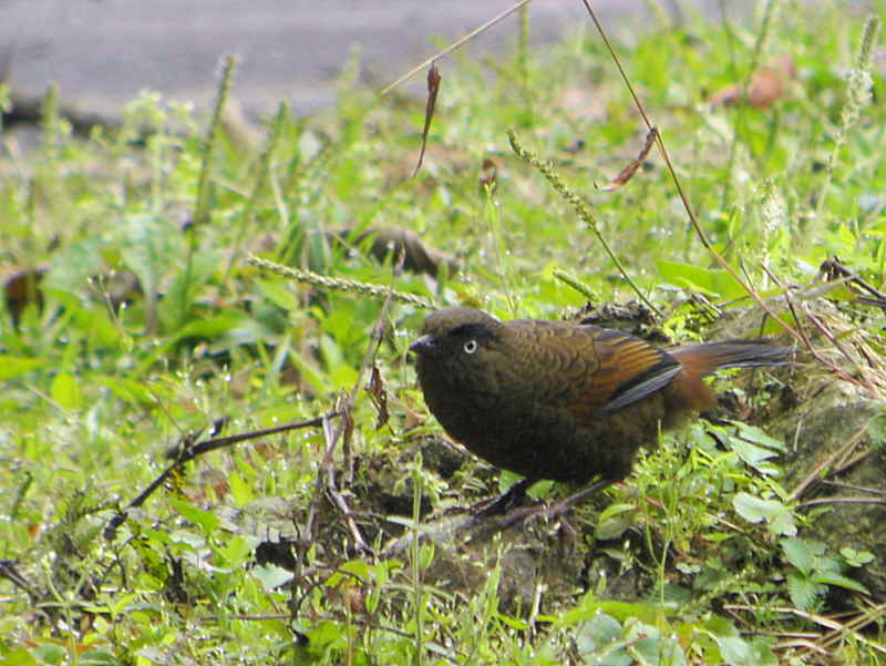 Blue-winged Laughingthrush, upper Limemethang Road, Bhutan