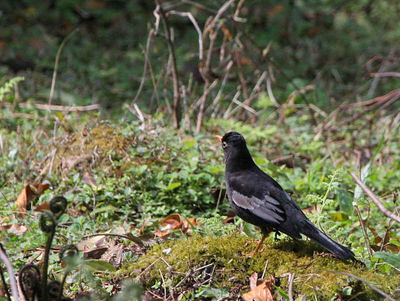 Grey-winged Blackbird, Kori la, Bhutan