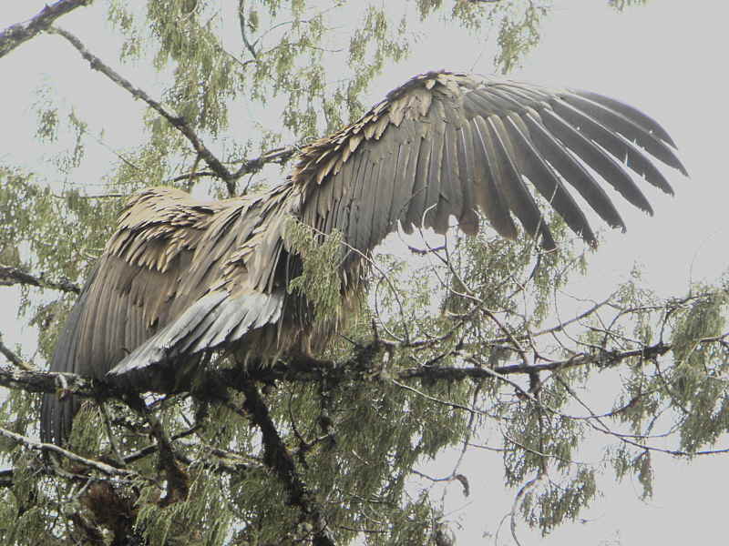 Himalayan Griffon, Pele la Pass, Bhutan