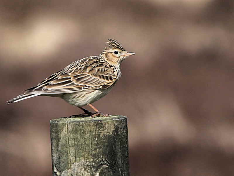 Skylark, Lowther Hill, Clyde